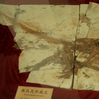 Tianyuraptor
