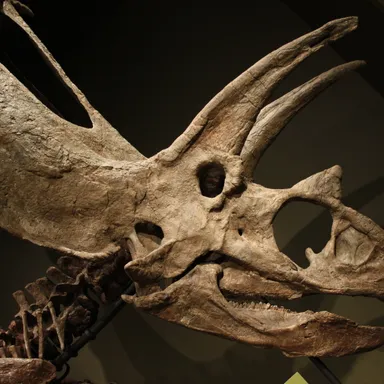 Titanoceratops