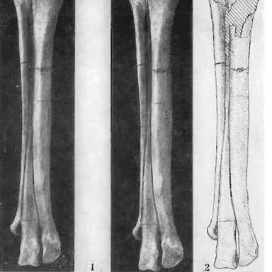 Tochisaurus