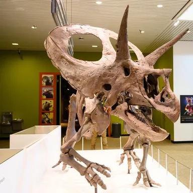 Torosaurus