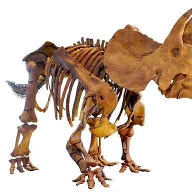 Triceratops