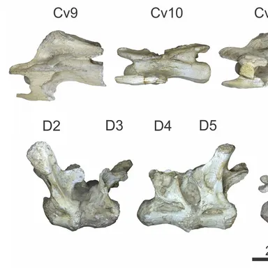 Trigonosaurus