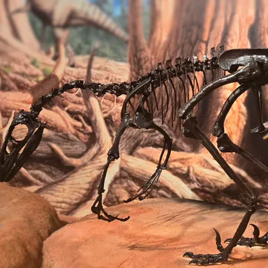 Troodon