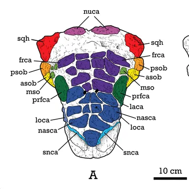 Tsagantegia