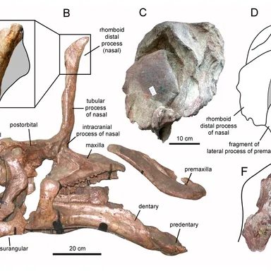 Tsintaosaurus