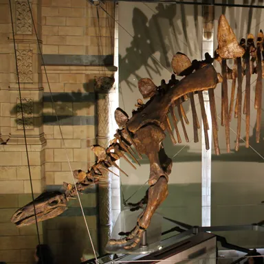 Tuojiangosaurus