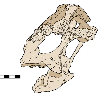 Tylocephale