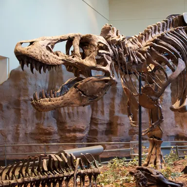 Tyrannosaurus