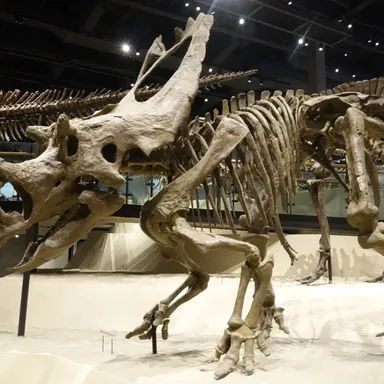 Utahceratops