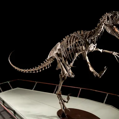 Utahraptor