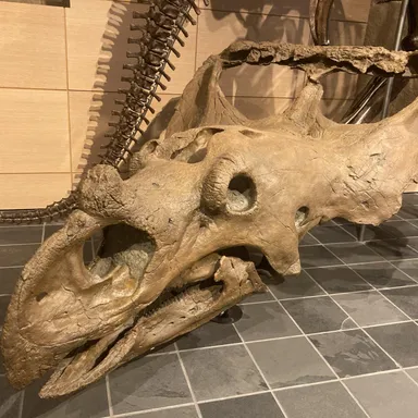 Vagaceratops
