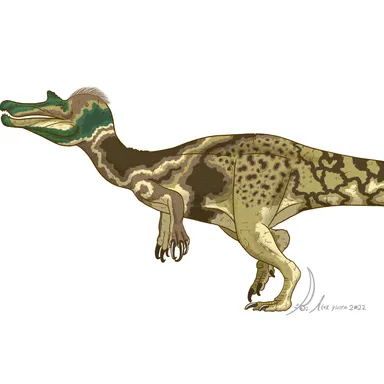 Vallibonavenatrix