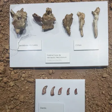Variraptor