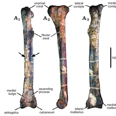 Vayuraptor