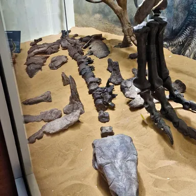 Vectipelta