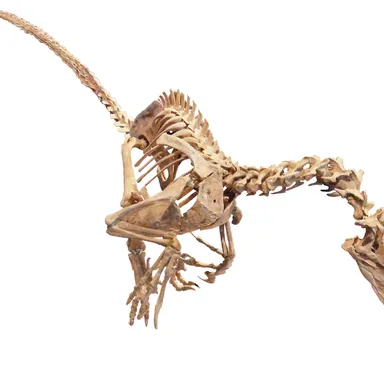 Velociraptor