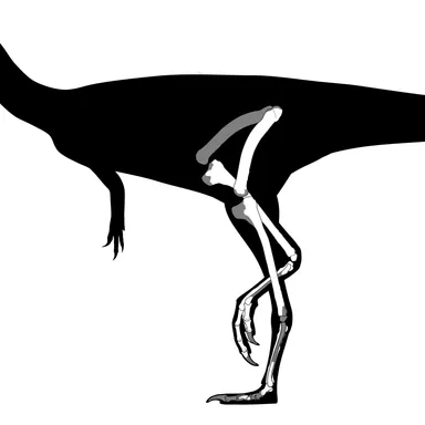 Velocisaurus