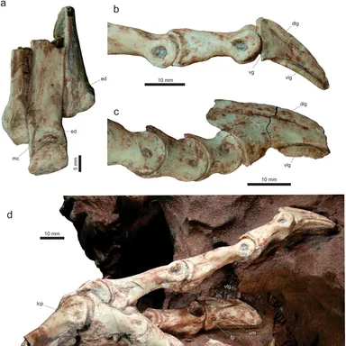 Vespersaurus