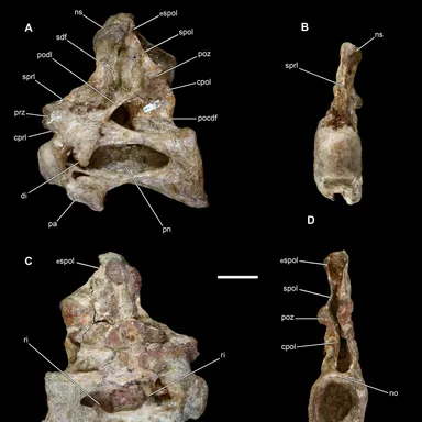 Vouivria