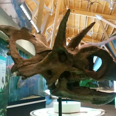 Xenoceratops