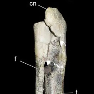 Xenotarsosaurus