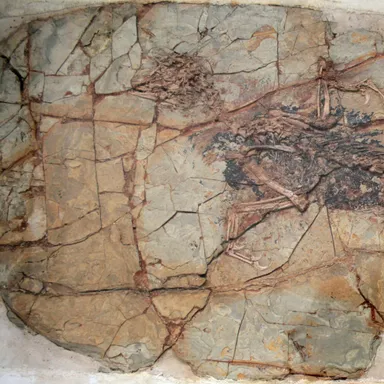 Xiaotingia