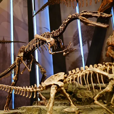 Xiongguanlong