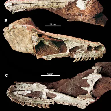 Xixiasaurus