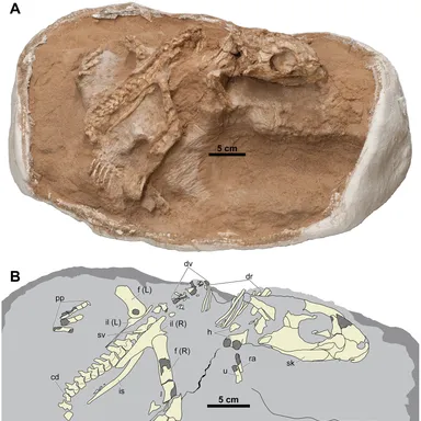 Yamaceratops