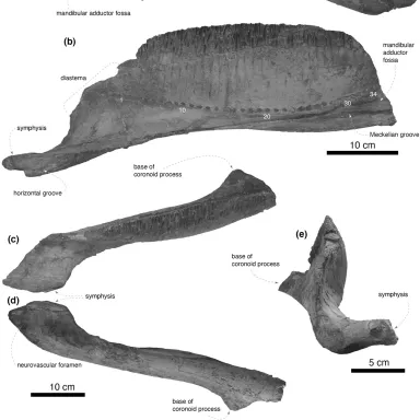 Yamatosaurus