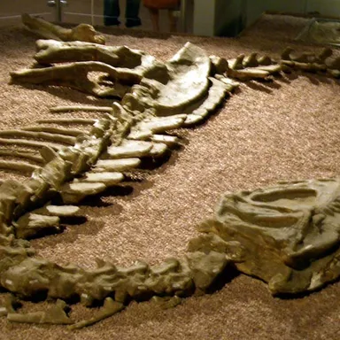 Yangchuanosaurus