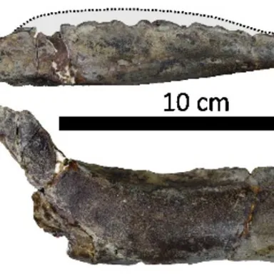 Zalmoxes