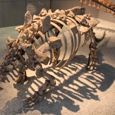 Zhejiangosaurus