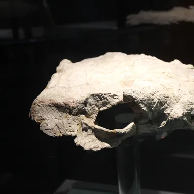 Zhongyuansaurus