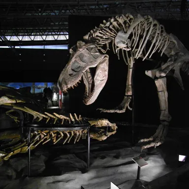 Zhuchengtyrannus