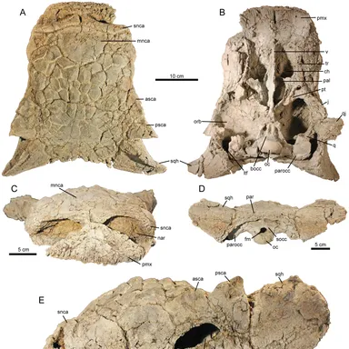 Ziapelta