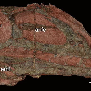 Zupaysaurus