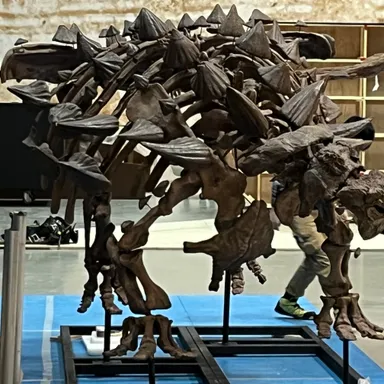 Zuul